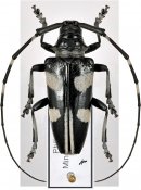 Cereopsius sp., ♀ [JPRC], Lamiini, Philippines (Mindanao)