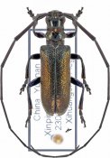 Cyanagapanthia aurecens, ♂ [JPRC], Lamiini, South China (Yunnan)