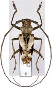 Epepeotes taeniotinus taeniotinus, ♂ [JPRC], Lamiini, Moluccas (Buru)