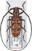 Monochamus obtusus obtusus, ♂ [JPRC], Lamiini, Western United States (California)