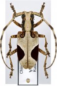 Paraleprodera diophthalma diophthalma, ♀ [JPRC], Lamiini, South China (Shaanxi)