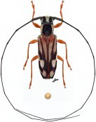 Ocularia albolineata, ♀, Oculariini, Cameroon