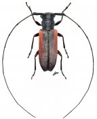 Oculariini • Ocularia grisescens • ♀