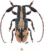  Onciderina • Clavidesmus metallicus • ♂