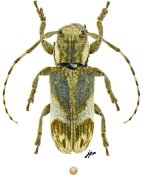Eudesmus nicaraguensis [JPRC],  Onciderina, Mexico (Quintana Roo)