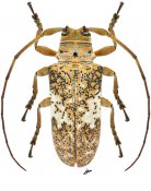 Onciderini • Lochmaeocles sparsus • ♀