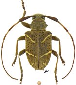 Eurycallinus mirabilis, ♂ [JPRC], Phacellini, Mexico (Durango)