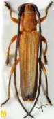 Obereopsis longipes, ♀, Saperdini, Assam