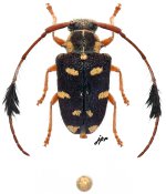 Phacellus plurimaculatus, ♀ [JPRC], Phacellini, French Guiana