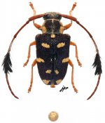 Phacellus plurimaculatus, ♂ [JPRC], Phacellini, French Guiana
