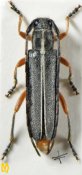 Phytoecia cinctipennis, ♂ [JPRC], Saperdini, South China (Shaanxi)