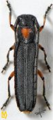 Phytoecia rufiventris, ♀ [JPRC], Saperdini, South China (Shaanxi)