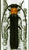 Oberea affinis, ♂, Saperdini, Quebec