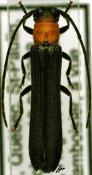 Oberea affinis, ♀, Saperdini, Quebec