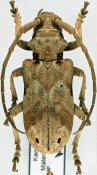 Phryneta obliquata, ♀, Phrynetini, Kenya