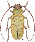 Prosopocerini • Prosopocera argus argus • ♀