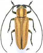 Prosopocera aristocratica, ♂ [JPRC], Prosopocerini, Gabon