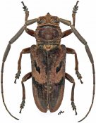 Prosopocera gassneri, ♂ [JPRC], Prosopocerini, Gabon