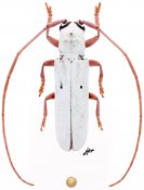 Prosopocera gracilis, ♂ [JPRC], Prosopocerini, Malawi