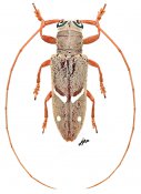 Prosopocera mediovittata, ♀ [JPRC], Prosopocerini, Gabon