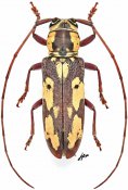 Prosopocera ochraceomaculata, ♀, Prosopocerini, Gabon