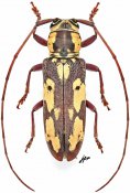 Prosopocera ochraceomaculata, ♀ [JPRC], Prosopocerini, Gabon