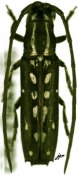 Proctocera senegalensis, ♂ [JPRC], Proctocerini, Ivory Coast