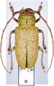 Prosopocera argus argus, ♀, Prosopocerini, Gabon