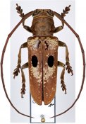 Prosopocera myops, ♂ [JPRC], Prosopocerini, Cameroon