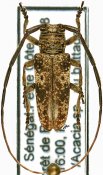 Prosopocera trosseveni, ♂ [JPRC], Prosopocerini, Senegambia (Senegal)