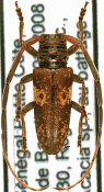 Prosopocera trosseveni, ♂ [JPRC], Prosopocerini, Senegambia (Senegal)