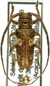 Prosopocera trosseveni, ♂ [JPRC], Prosopocerini, Senegambia (Senegal)