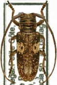 Prosopocera trosseveni, ♀ [JPRC], Prosopocerini, Senegambia (Senegal)