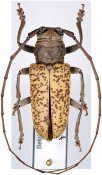 Prosopocera uniformis, ♂ [JPRC], Prosopocerini, R. D. Congo