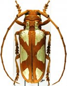 Prosopocera lactator lactator, ♀ [JPRC], Prosopocerini, Tanzania