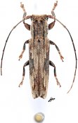 Batrachorhina miredoxa, ♂, Pteropliini, Gabon