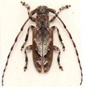 Prosidactus bartolozii, ♂, Ancylonotini, Djibouti