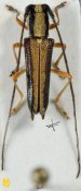 Glenea latevittipennis, ♂, Saperdini, Malayan Peninsula