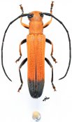 Obereopsis variipes variipes, ♀ [JPRC], Saperdini, Gabon