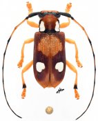 Parentelopes albomaculatus, ♂ [JPRC], Saperdini, Vietnam