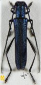Pseudochlorisanis similis, ♂ [JPRC], Saperdini, Borneo