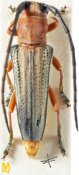 Stibara rufina, ♂ [JPRC], Saperdini, NE India (Assam)