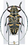 Zographus hieroglyphicus, ♂ [JPRC], Sternotomini, Tanzania