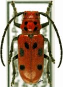 Tetraopes tetrophthalmus, ♂ [JPRC], Tetraopini, Canada (Quebec)