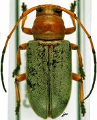 Chariesthes rubra, ♀ [JPRC], Tragocephalini, Cameroon