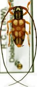 Graciella pulchella, ♀ [JPRC], Tragocephalini, Ivory Coast