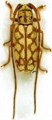 Isochariesthes lesnei sudanica, ♂, Tragocephalini, Senegal