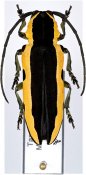 Tragocephala univittipennis, ♀, Tragocephalini, Tanzania