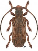 Cyrtogrammus yamasakoi, paratype ♀ [JPRC], Xylorhizini, Borneo