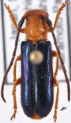 Bacchisa fortunei japonica, ♀ [JPRC], Astathini, Japan (Shikoku)